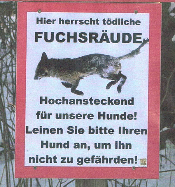 Hunde Räude Fuchsräude